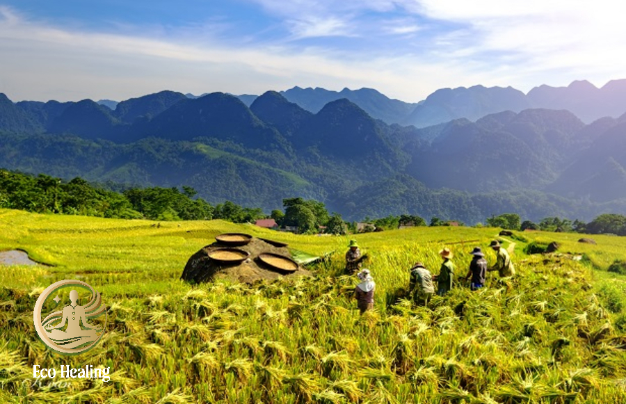 Trekking Pù Luông: Khám phá vùng đất nguyên sơ giữa đại ngàn