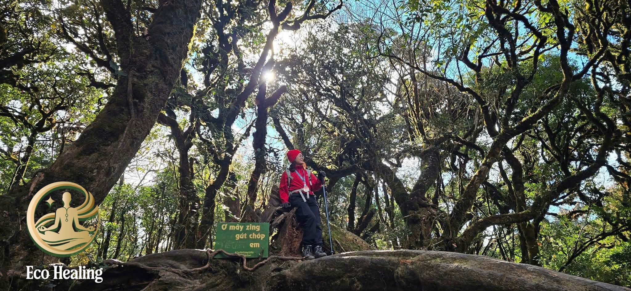 Trải nghiệm tour đi rừng tái tạo năng lượng