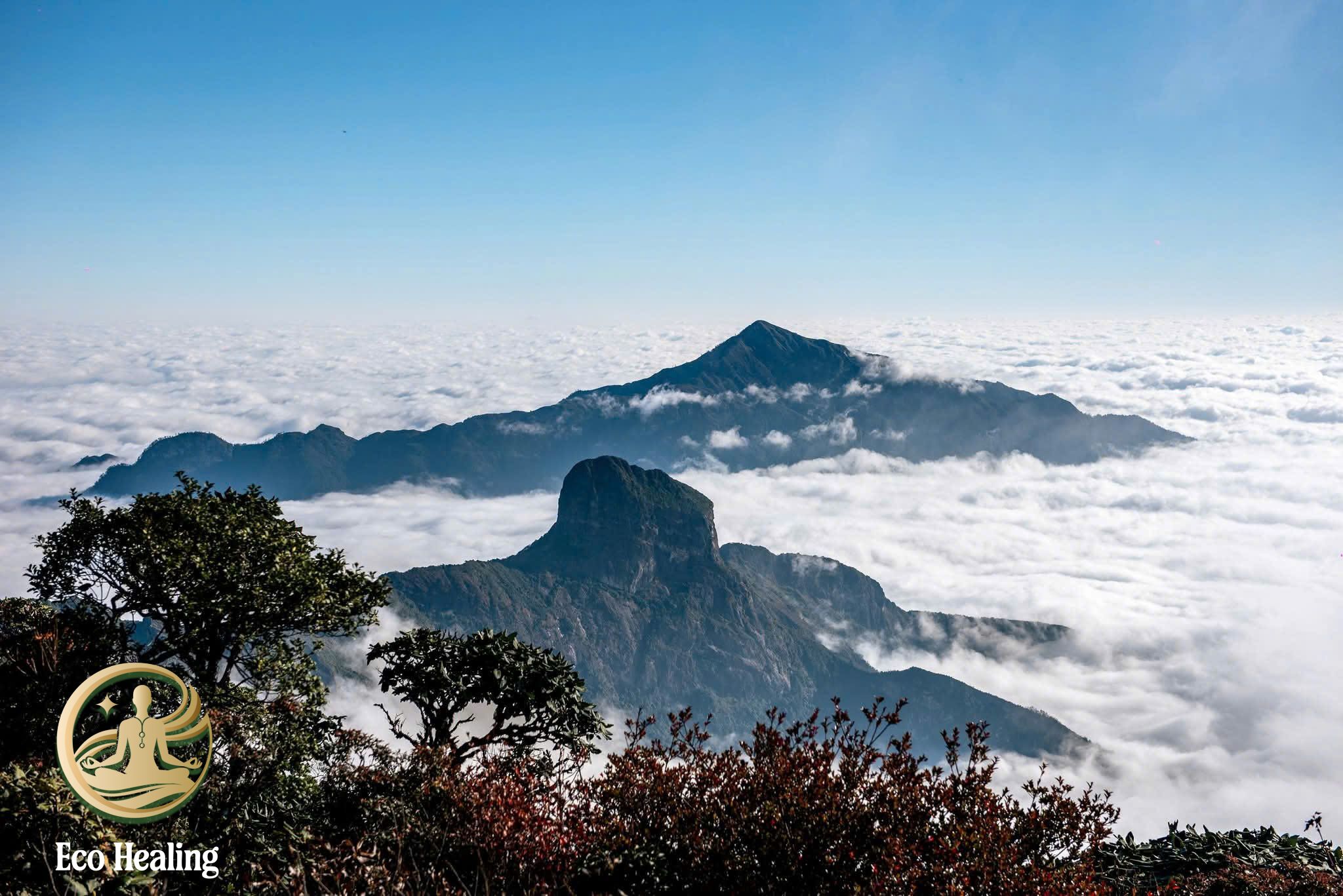 Trải nghiệm tour đi rừng tái tạo năng lượng