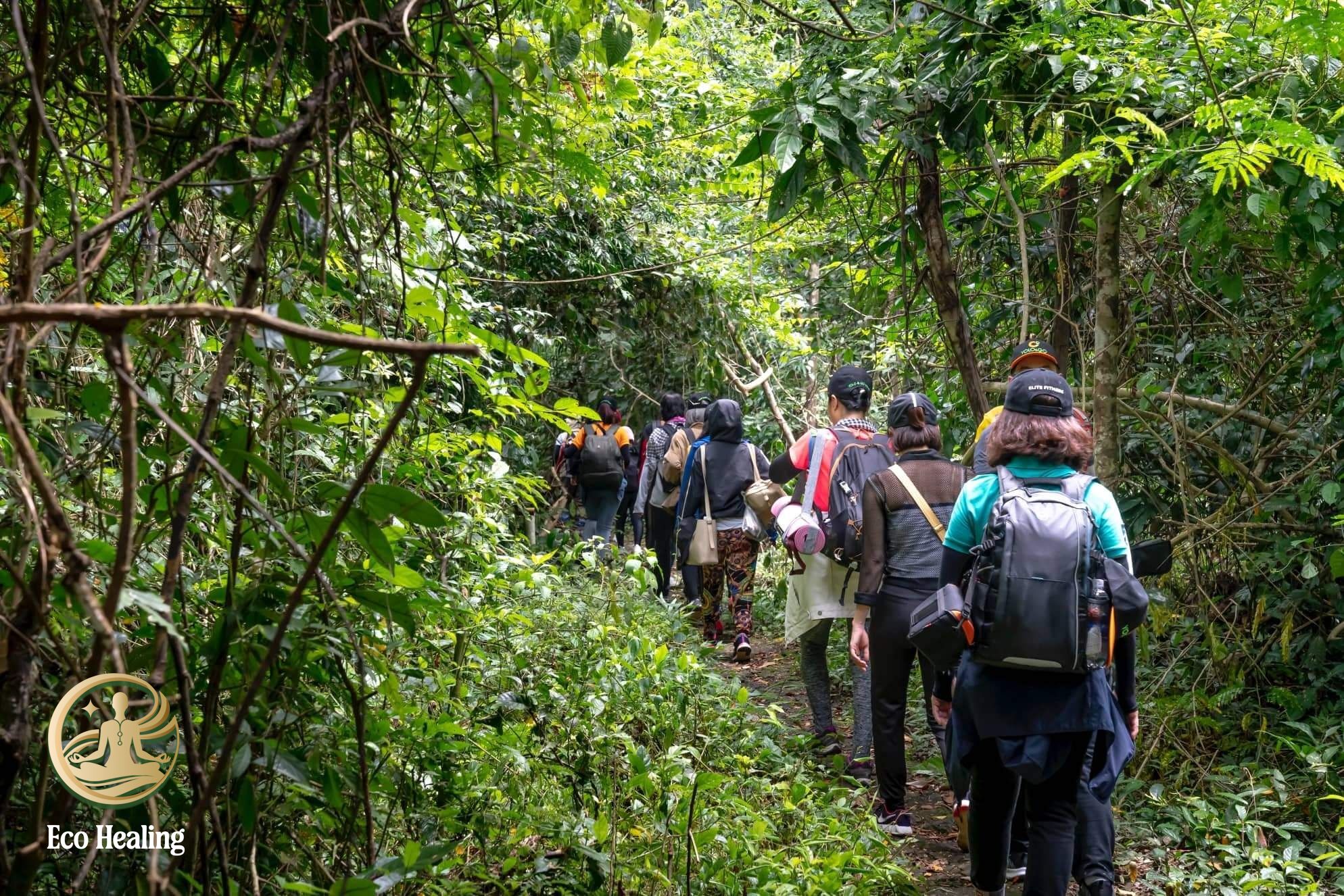 Eco Healing – đơn vị tiên phong tour chữa lành rừng