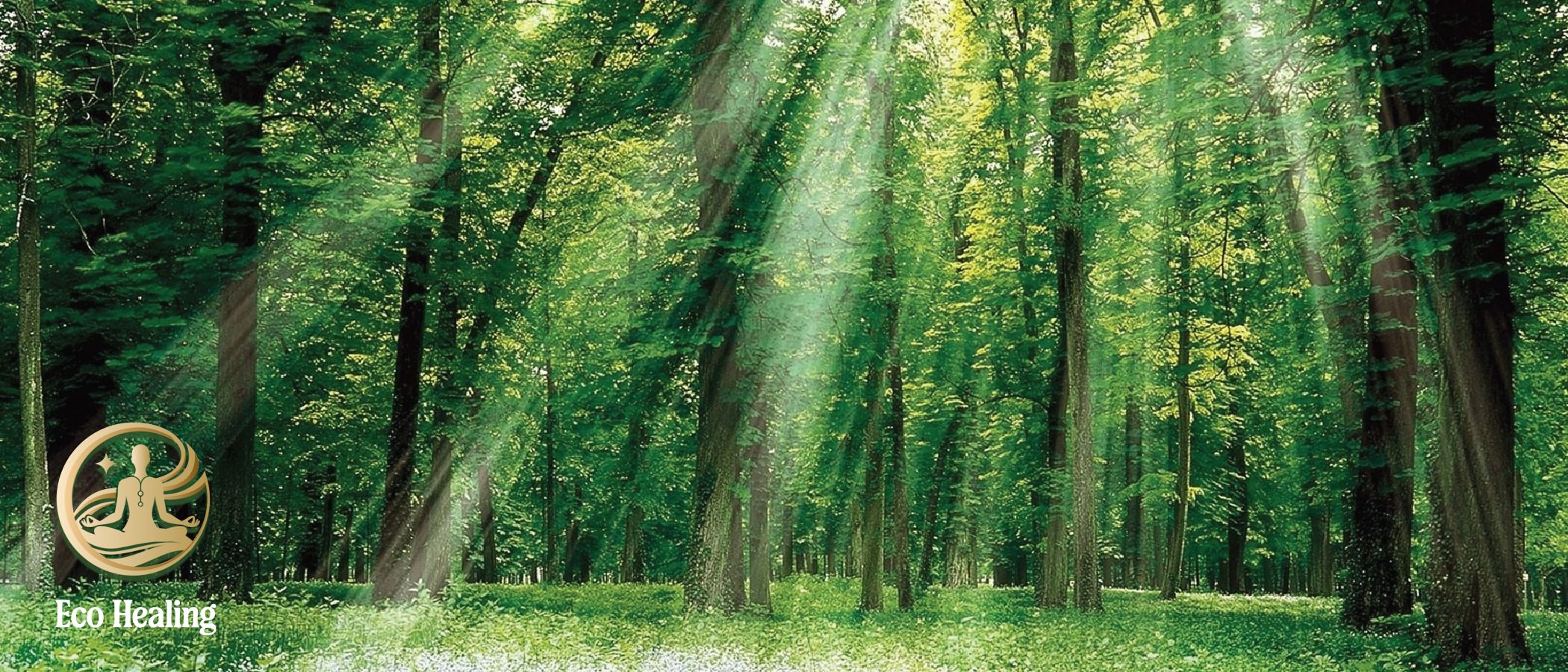 Eco Healing – đơn vị tiên phong tour chữa lành rừng