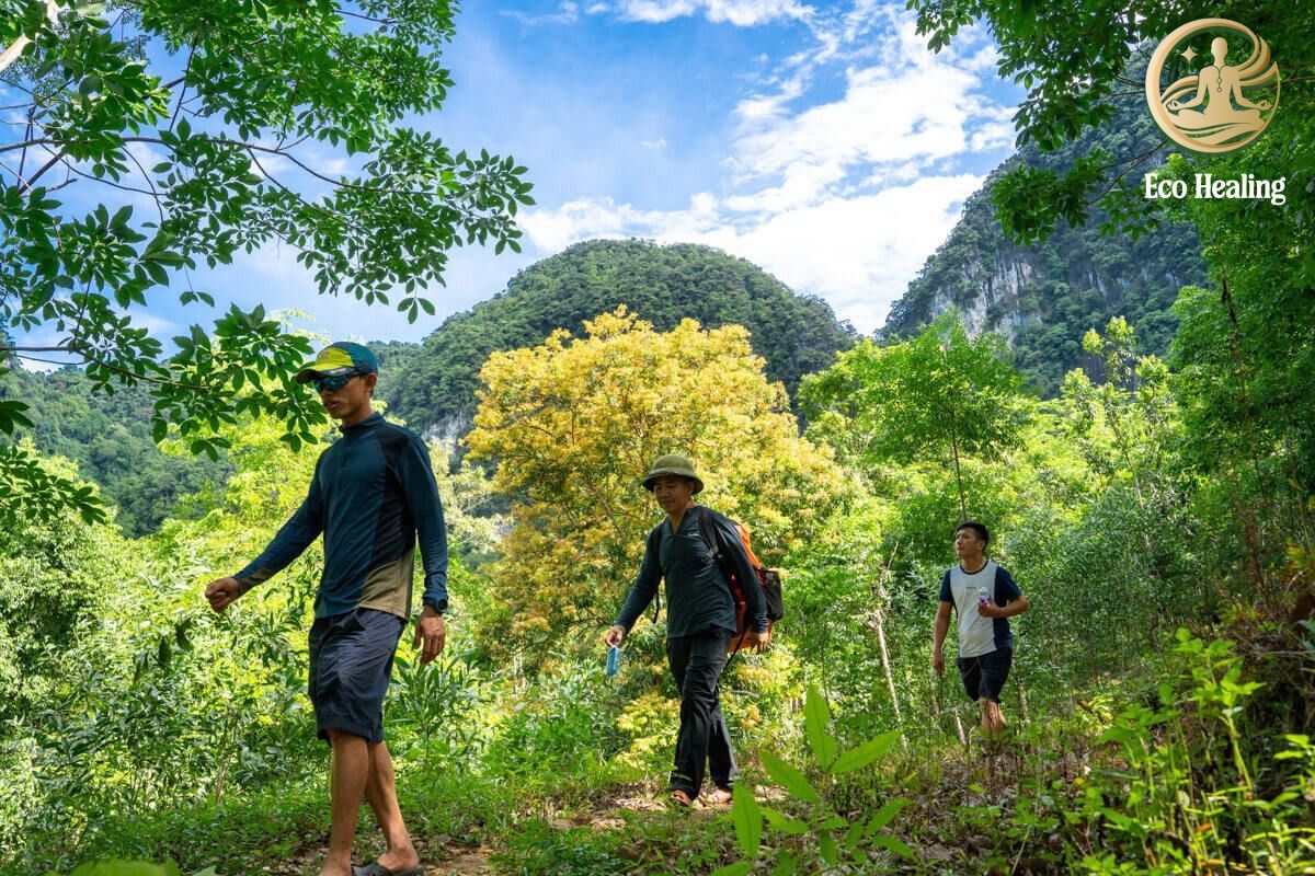 Tour đi rừng dành cho người hướng nội
