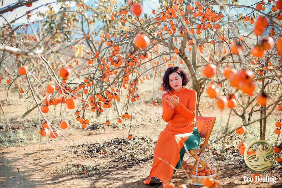 Tour trải nghiệm leo núi hái cam và check in tại vườn hồng tại Eco Healing