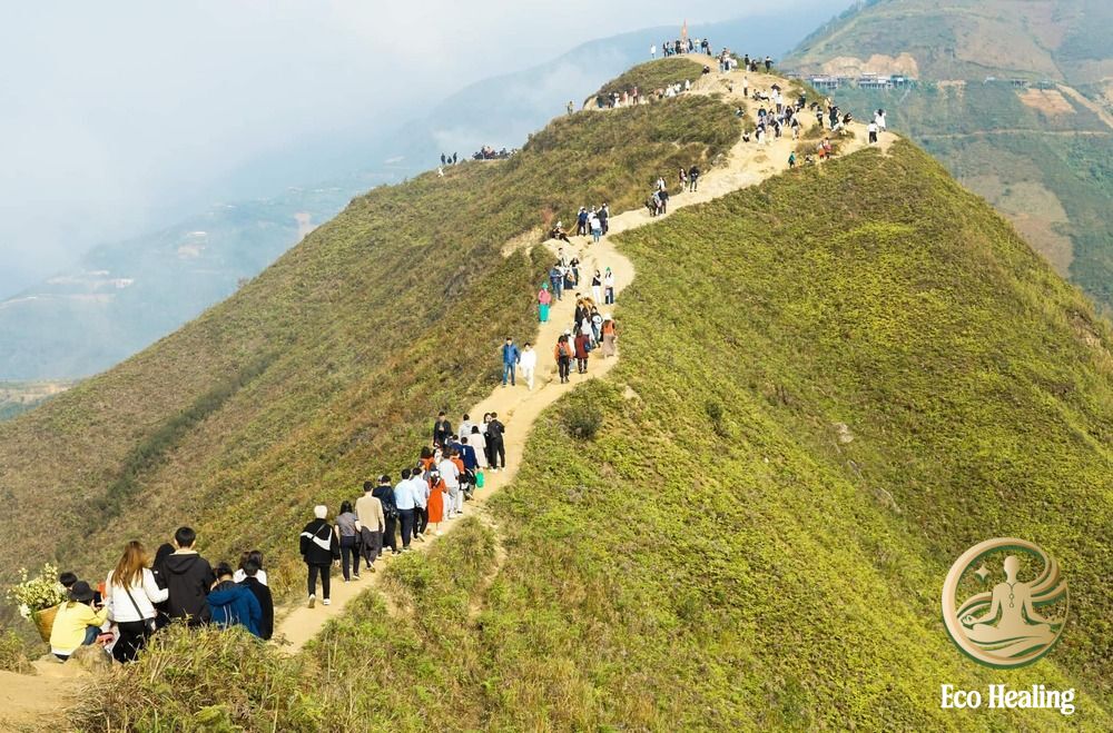 Trekking Tà Xùa: Hướng dẫn săn mây "Sống lưng khủng long" thành công 100%.