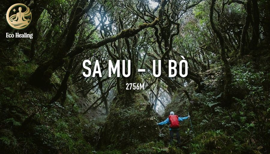 Trekking Samu - U Bò: Khám phá khu rừng rêu ma mị đẹp như phim Chúa Nhẫn.