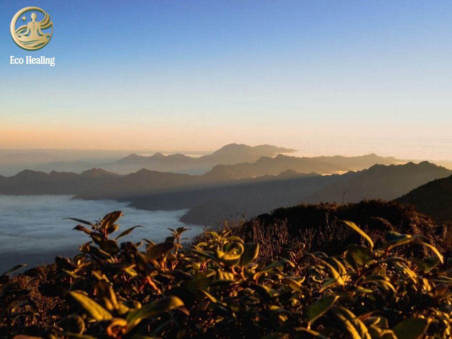 Trekking Samu - U Bò Khám phá khu rừng rêu ma mị đẹp như phim Chúa Nhẫn.