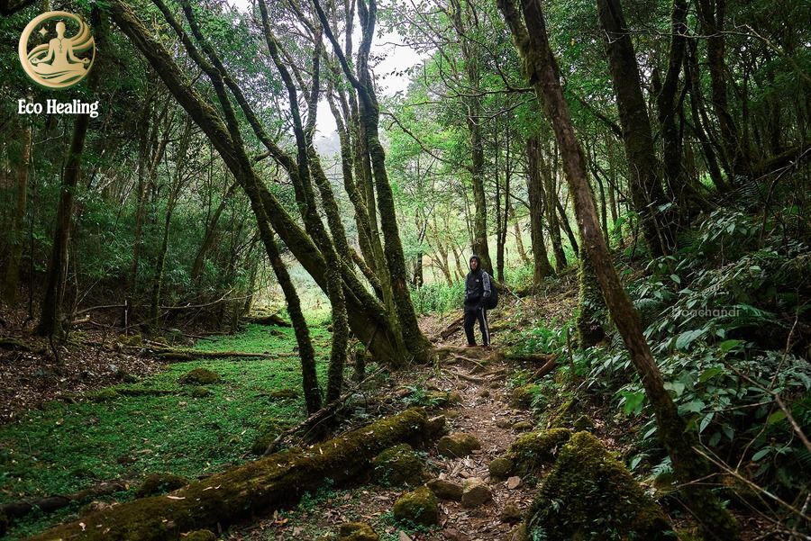 Trekking Samu - U Bò Khám phá khu rừng rêu ma mị đẹp như phim Chúa Nhẫn.