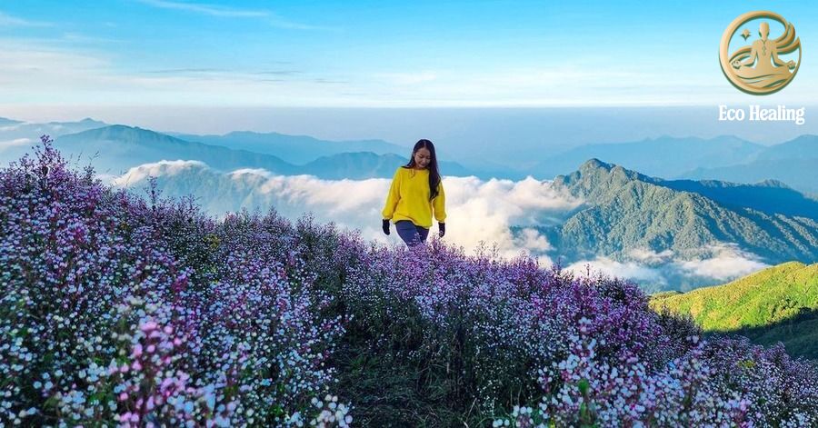 Chi phí trekking Tà Chì Nhù: Cập nhật giá tour + mẹo tiết kiệm 2025