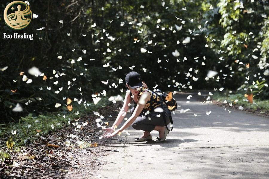 Trekking Cúc Phương mùa bướm bay: Trải nghiệm băng rừng già nguyên sinh.