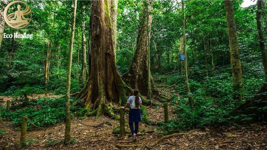 Trekking Cúc Phương mùa bướm bay: Trải nghiệm băng rừng già nguyên sinh.