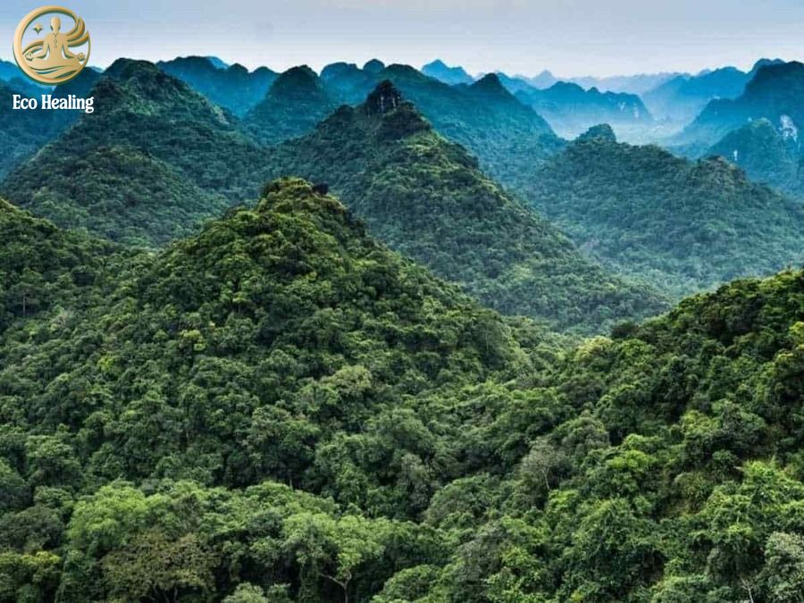 Trekking Vườn Quốc Gia Cát Bà: Thử thách leo núi Kim Giao ngắm toàn cảnh đảo ngọc.