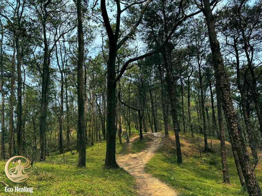 Vì sao trekking Hàm Lợn phù hợp cho chuyến đi chữa lành ngắn ngày?