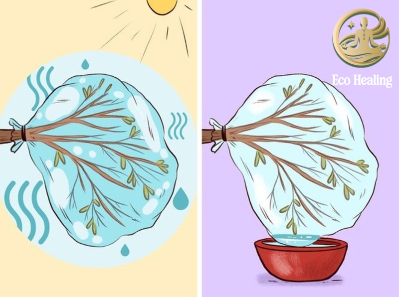 Kỹ năng sống còn Cách tìm và lọc nước uống an toàn trong rừng.